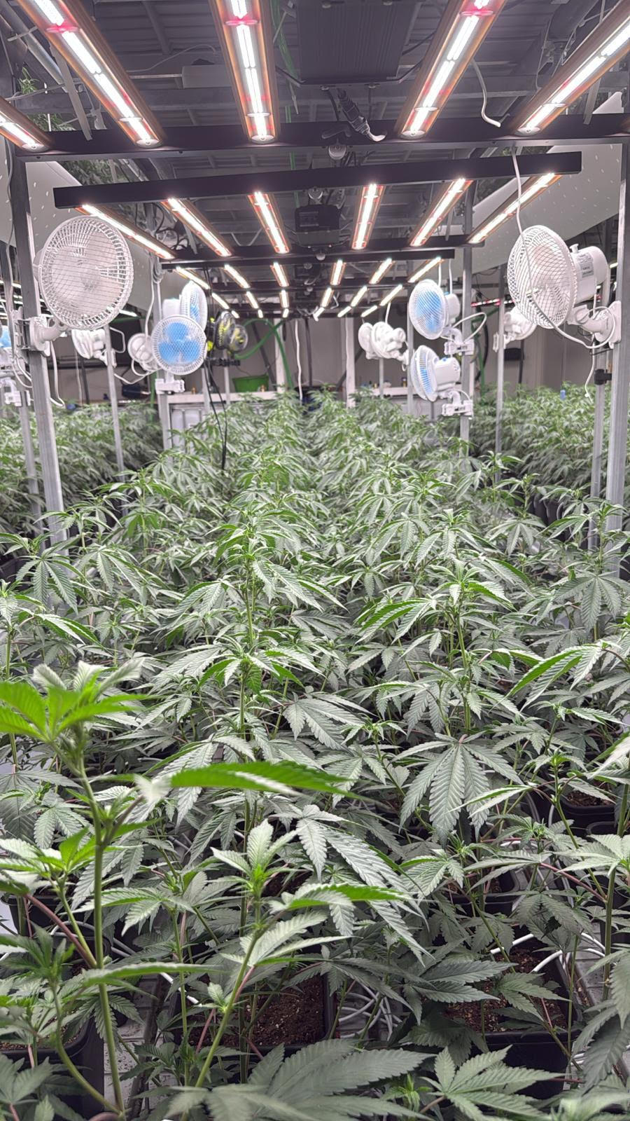 Unsere Plantage - Automatisierte Bewässerung